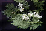 Moringa_oleifera_leaf_&_Flower.jpg (240128 bytes)